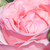 Rosa - Rose Grandiflora - Floribunda - Queen Elizabeth